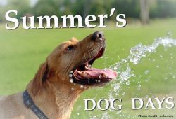 DogDays